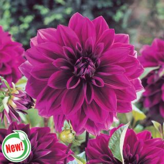 Thomas Edison Dahlia Thumbnail